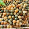 11-12mm Round Natural Bodhi Beads